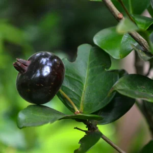 Grumixama Mirim Fruit