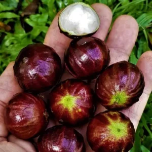 Jaboticaba-AxP-Fruits