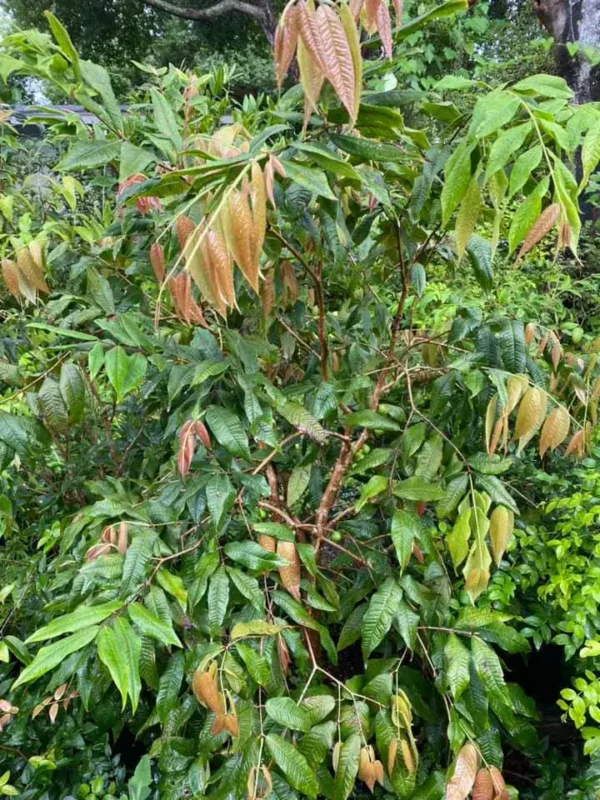 Jaboticaba Branca Tree