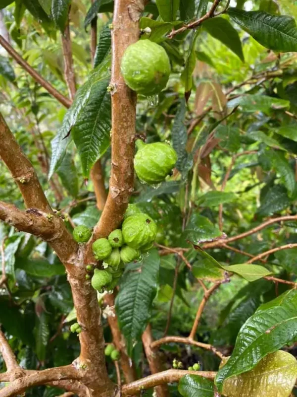 Jaboticaba Branca fruit tree