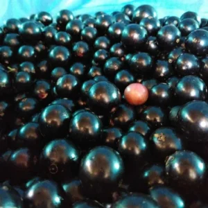 Jaboticaba campo de ramon image
