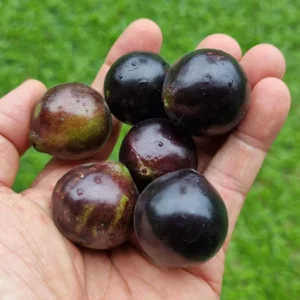 jaboticaba grimal fruit image