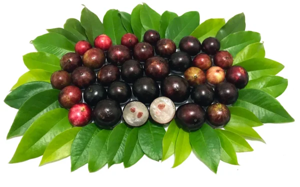 Jaboticaba Precoce Fruits