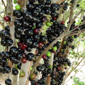 Jaboticaba Precoce Live Plants