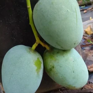 kalapadi mango image