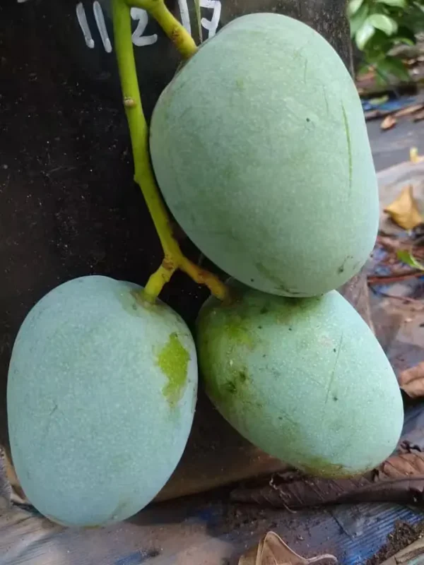 kalapadi mango image