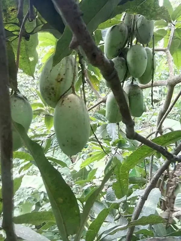 Kolomb Mango tree
