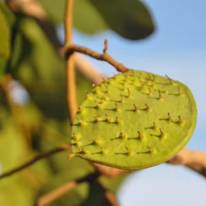 Kor Koh Fruit