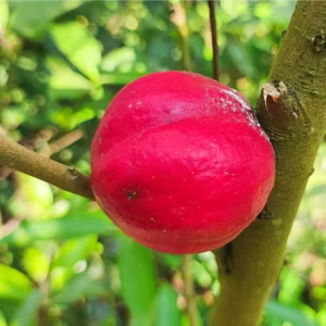 Mahkota Dewa Fruit