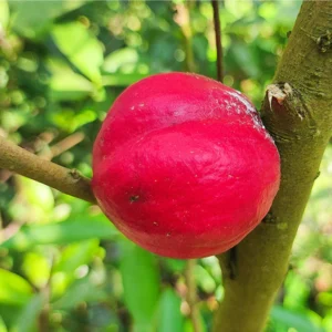 Mahkota Dewa Fruit