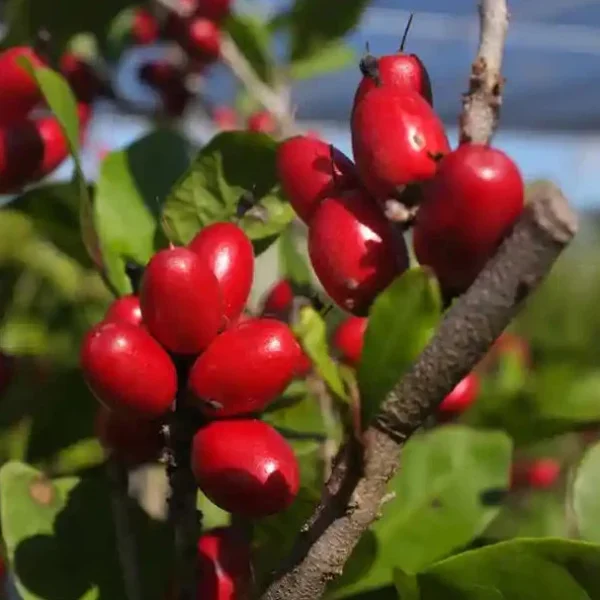Miracle Fruit