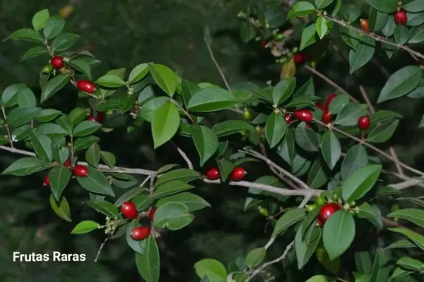 Mystery Fruit tree branch