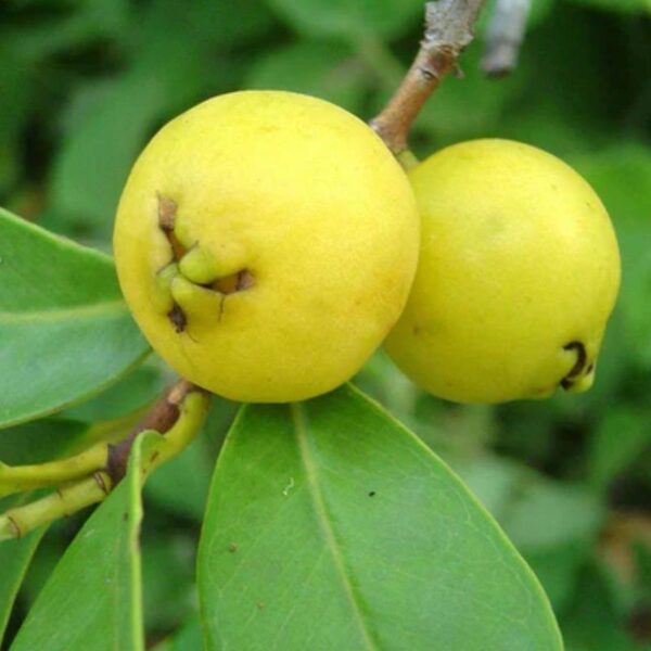 Paneer yellow guava