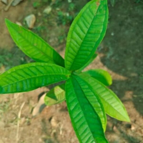 live plant paneer guava