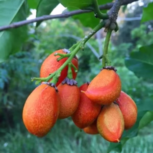 Peanut Butter Fruit