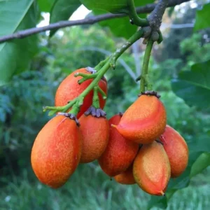 Peanut Butter Fruit