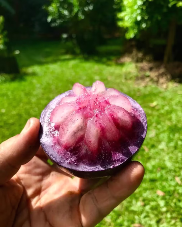 Purple Star Apple Cutted