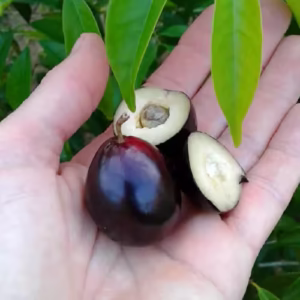 Rainforest Plum Fruit