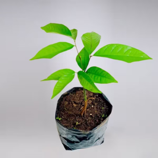 Rambutan Small Live Plant