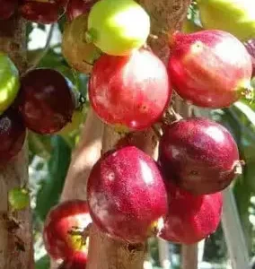 Red Lantern Jaboticaba