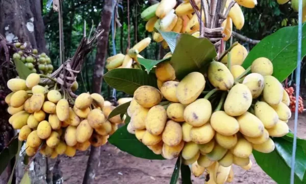 Sampouch fruit image