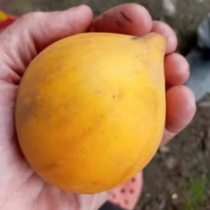Shawi fruit image