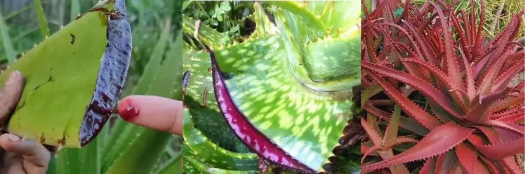 சிவப்பு கற்றாழை