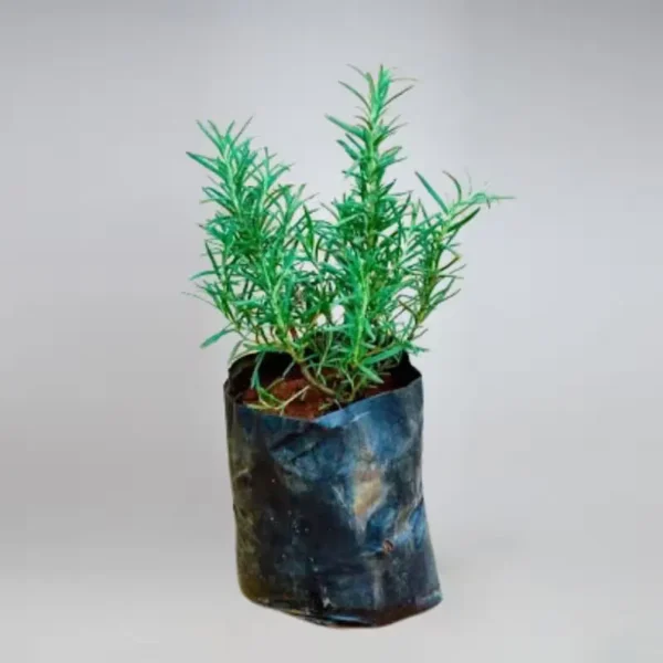 Rosemary Plant