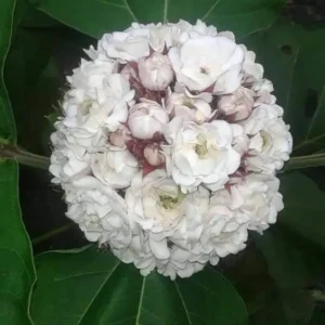 Mysore Malli Plant
