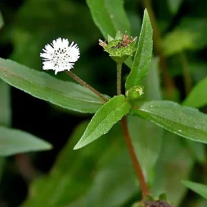 white Bhringraj plant