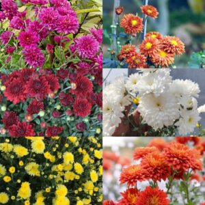 samanthi Plant combo