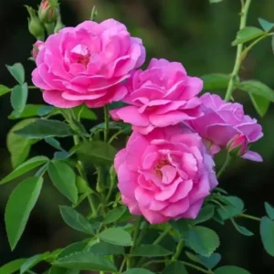Paneer rose plant